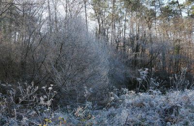 Matin de givre