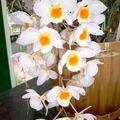 Les Orchidées
