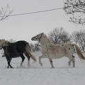 Les chevaux dans la neige