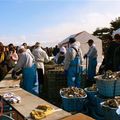 Matsushima - La fête de KAKI (Huitre)