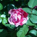 Rose vanille fraise