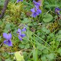 L'amour est un bouquet de violettes...