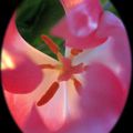 Tulipe rose # 1