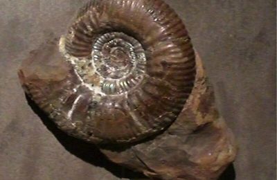 Des ammonites qui datent de 140 millions d'années