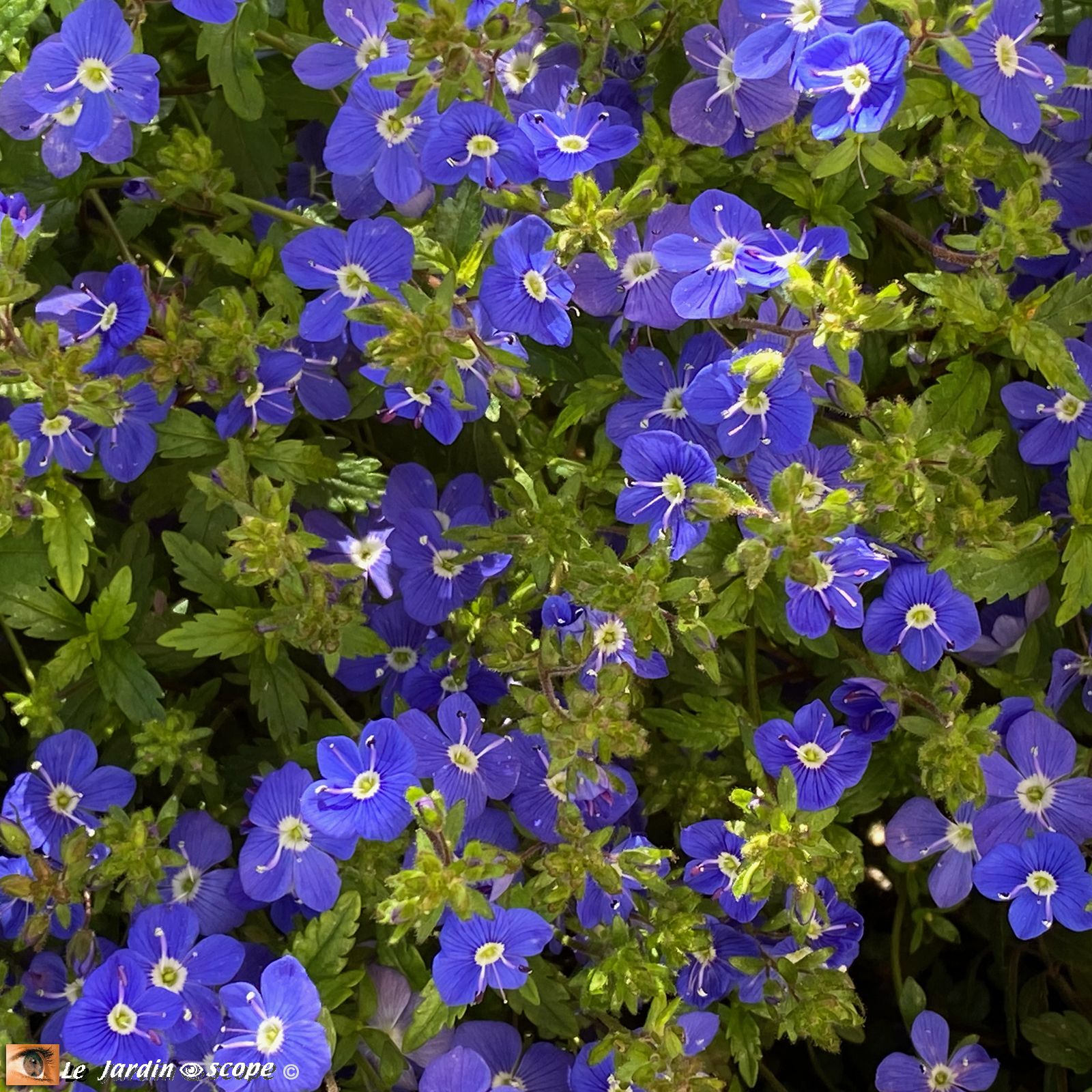 Veronica umbrosa Georgia Blue