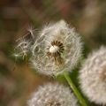 la fleur aux dents !