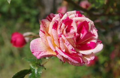 Les défis du samedi