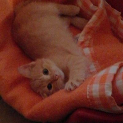 Je m’appelle Oasis, j’étais perdue ou abandonnée dans la rue …