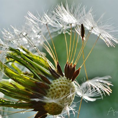 Fleurs de Pissenlit 2