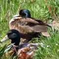 Le Lac des Miroirs - Faune et flore....