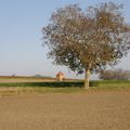 Cabannes de vignes "tonnes"