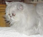 le grenier de l'ange