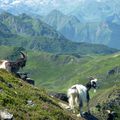 Rencontres - Pic de Montaigu - Hautes Pyrénées