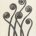 Exhibition of botanical photographs by Karl Blossfeldt opens at Pinakothek der Moderne