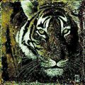 Arietti Fabienne "portrait de tigre"