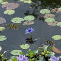 Nymphaea ampla (Nénuphar) - Martinique