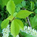 Le Cerisier à grappes (Prunus padus)