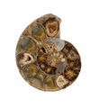 Ammonite Pachidiscus du crétacé inférieur, époque campanien