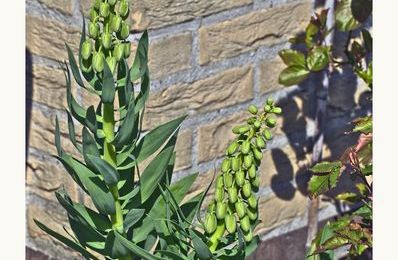 Fritillaire Ivory Bells