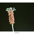 Fleur de plantain en Brocéliande