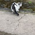[GRIF' Abrite] Coucou marraine Yasmina! Blanchette, ta chatte de grange
