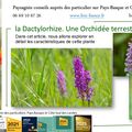la Dactylorhize. Une Orchidée terrestre par Paysagiste Pays Basque et paysagiste Landes.