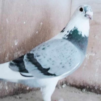 La Souterraine CALC (522 kms) du samedi 25 mai 