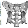 Le sacrum