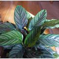 Calathea ornata ou majestica