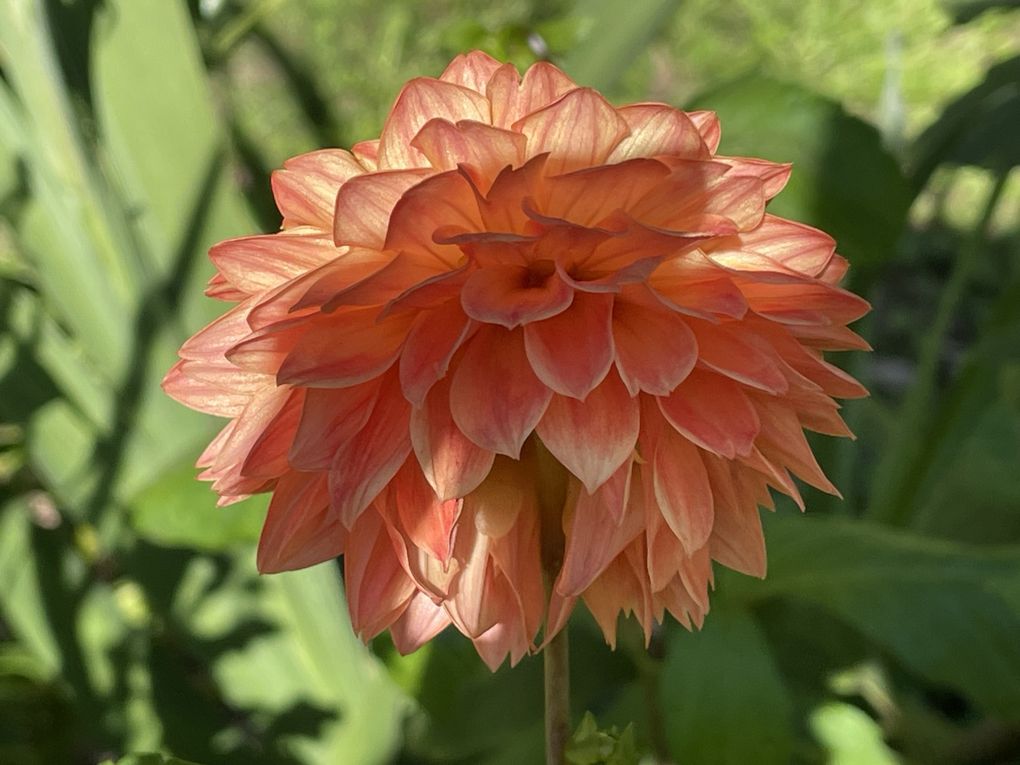 Mardi 23 sept 2025 Mon  diaporama :Flânerie au parc à Cébazat  c'était le 19 sept 2025 grand  soleil 