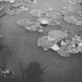 Claude MONET (?), L’Ombre de Monet dans l’étang des nymphéas, vers 1920.