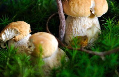 Tartelette aux champignons des bois