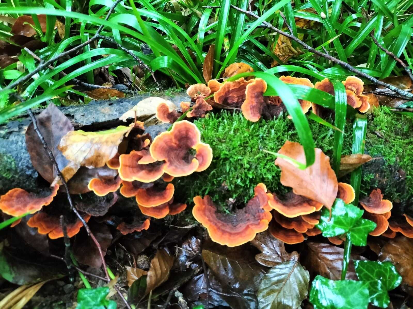 Navarrenx, dans les bois, champignons (64)