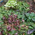 Le Potager
