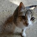 [une vie de chat] Framboise