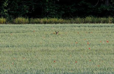 Se gaver de coquelicots