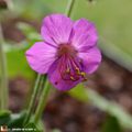 Un Géranium à longs rhizomes aux fleurs rose-magenta