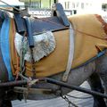 6 - Paardenvissers van Oostduinkerke: het zadel - la selle