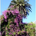 Le Bougainvillier , Bougainvillea glabra ( nyctaginacées )