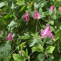 Une clématite non grimpante à fleurs campanulées