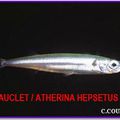 SAUCLET /ARTHERINA HEPSETUS 