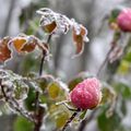 SAINTS DE GLACE.....PEUT-ETRE LE DERNIER JOUR POUR CETTE ANNEE 