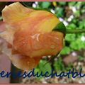 Les Roses de mon Jardin : Mon Abraham Darby, ses fleurs exquises et joli pinkeep 