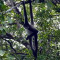 Belize 1 : Crooked tree wildlife sanctuary 