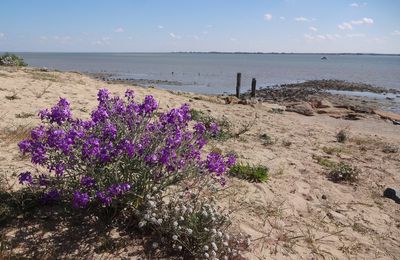 Escapade sur l'Ile de Noirmoutier