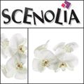 SCENOLIA DÉCO MURAL GRAND FORMAT MON NOUVEAU PARTENAIRE TESTS & BONS PLANS