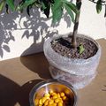 Kumquat confits