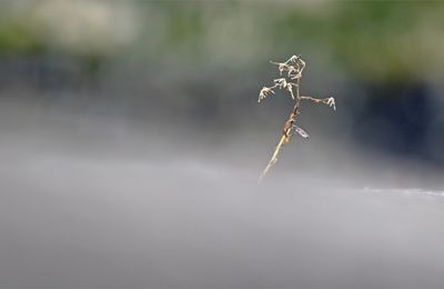 Paysage avec croque-mitaine