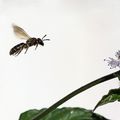 insectes en vol 