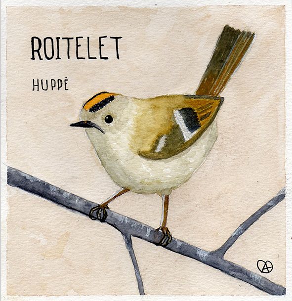 roitelet